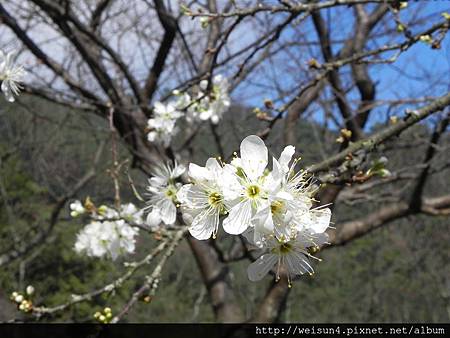 南庄_李家莊_梅花_DSCN9944 南庄_李家莊_梅花_DSCN9944