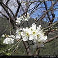 南庄_李家莊_梅花_DSCN9944