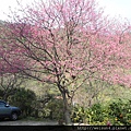 南庄_李家莊_櫻花樹_DSCN9933