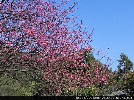 南庄_李家莊_櫻花樹_DSCN9938 南庄_李家莊_櫻花樹_DSCN9938