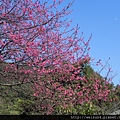 南庄_李家莊_櫻花樹_DSCN9938