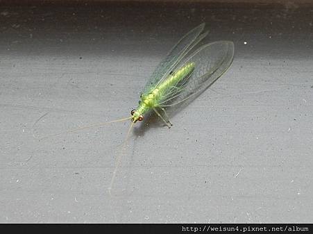 竹北文化中心_草蛉_20120812 竹北文化中心_草蛉_20120812