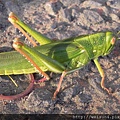 昆蟲綱_直翅目_蝗科_台灣大蝗_竹縣-飛鳳山_20120916