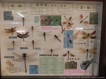 桃源仙谷_DSCN4785_蜻蜓+豆娘 桃源仙谷_DSCN4785_蜻蜓+豆娘