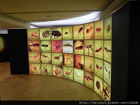 台博館_琥珀特展_DSCN8673_蟲珀 台博館_琥珀特展_DSCN8673_蟲珀