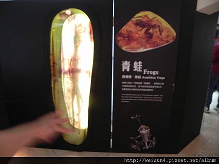 台博館_琥珀特展_DSCN8681_青蛙 台博館_琥珀特展_DSCN8681_青蛙