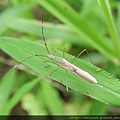 昆蟲綱_半翅目_蛛緣椿科_禾蛛緣椿_苗栗-鹿廚坑_20130505