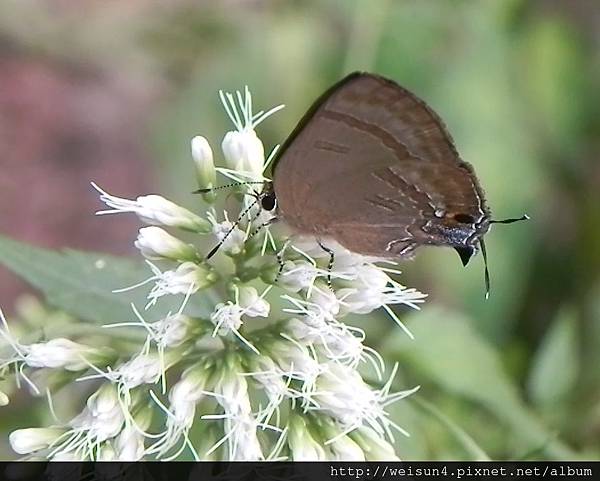 昆蟲綱_鱗翅目_小灰蝶科_墾丁小灰蝶_竹縣-九芎湖_20120715 昆蟲綱_鱗翅目_小灰蝶科_墾丁小灰蝶_竹縣-九芎湖_20120715
