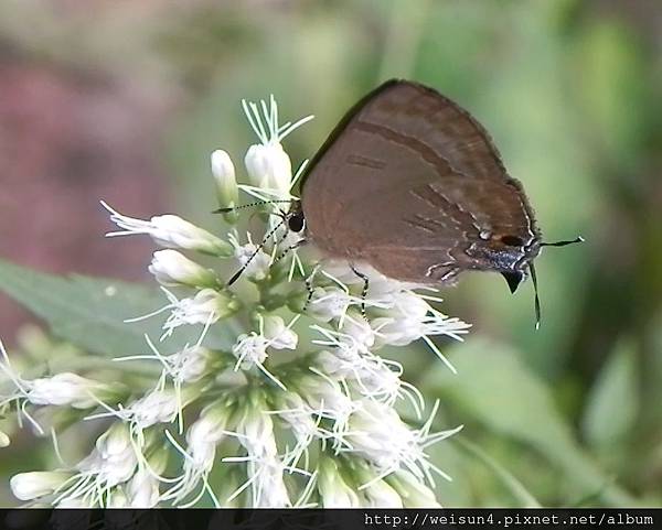 昆蟲綱_鱗翅目_小灰蝶科_墾丁小灰蝶_竹縣-九芎湖_20120715