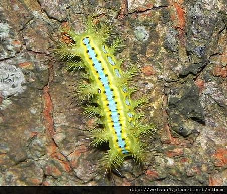 昆蟲綱_鱗翅目_刺蛾科_三角斑刺蛾_竹縣-九芎湖_20120610_DSCN0487