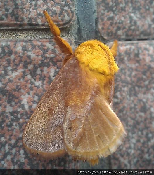 昆蟲綱_鱗翅目_刺蛾科_梨刺蛾_苗縣-神龍山莊_20130326 昆蟲綱_鱗翅目_刺蛾科_梨刺蛾_苗縣-神龍山莊_20130326
