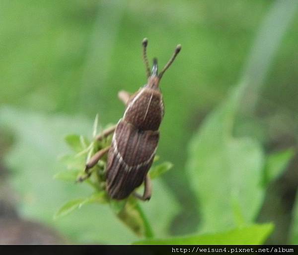 昆蟲綱_鞘翅目_象鼻蟲科_斜條大象鼻蟲_竹縣-九芎湖_20130519