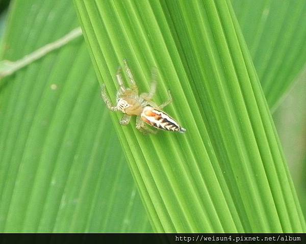 蛛形綱_蜘蛛目_蠅虎科_多彩紐蛛-雌_竹縣-九芎湖_20120819