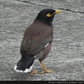 鳥綱_雀形目_椋鳥科_家八哥_台北-政大_20130205