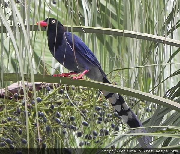 鳥綱_雀形目_鴉科_台灣藍鵲_北市-政治大學_20130205 鳥綱_雀形目_鴉科_台灣藍鵲_北市-政治大學_20130205