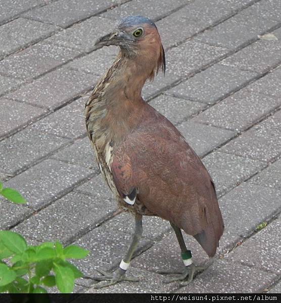 鳥綱_鸛形目_鷺科_黑冠麻鷺_台大_20120722