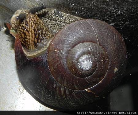 腹足綱_柄眼目_扁蝸牛科_斯文豪大蝸牛_台北市-政大_20120404 腹足綱_柄眼目_扁蝸牛科_斯文豪大蝸牛_台北市-政大_20120404