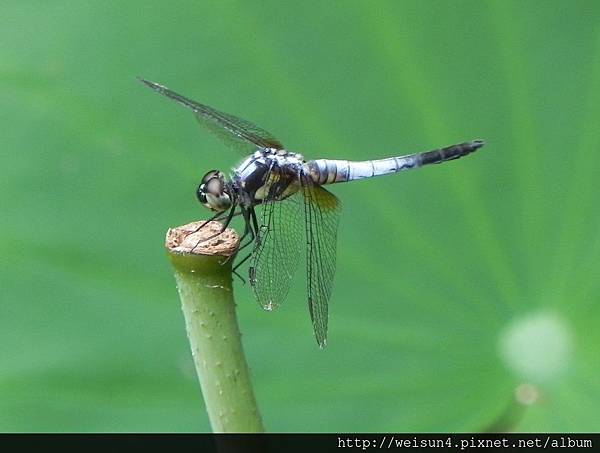 昆蟲綱_蜻蛉目_蜻蜓科_橙斑蜻蜓_新竹-科學園區_20130612