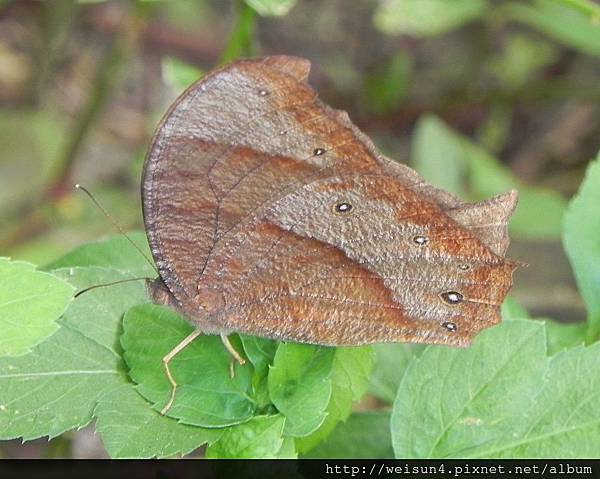 昆蟲綱_鱗翅目_蛇目蝶科_黑樹蔭蝶_竹縣-大山背_20130704