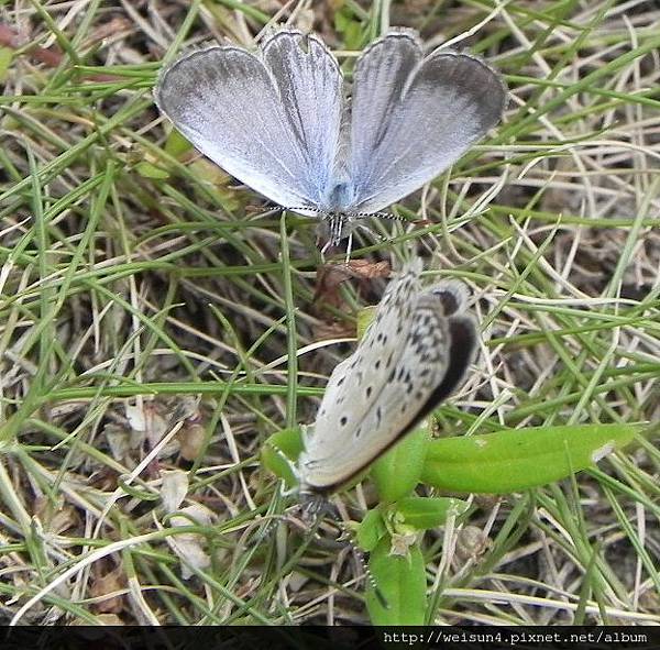 昆蟲綱_鱗翅目_小灰蝶科_沖繩小灰蝶_竹縣-文化中心_20130706