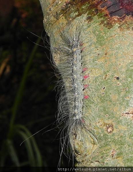 昆蟲綱_鱗翅目_燈蛾科_苔蛾亞科_閃光苔蛾_竹縣-九芎湖_20130714