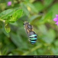 昆蟲綱_膜翅目_蜜蜂科_青條花蜂_苗栗-神龍山莊_20130720