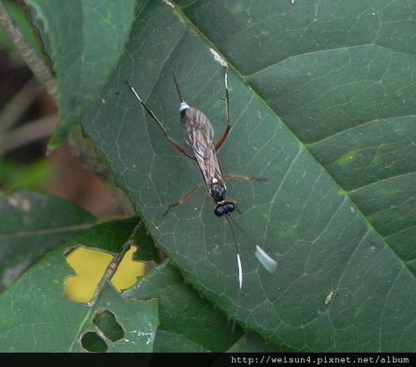 昆蟲綱_膜翅目_姬蜂科_姬蜂_竹縣-峨眉_20130804