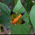 昆蟲綱_膜翅目 繭蜂科_繭蜂_竹縣-峨眉_20130804