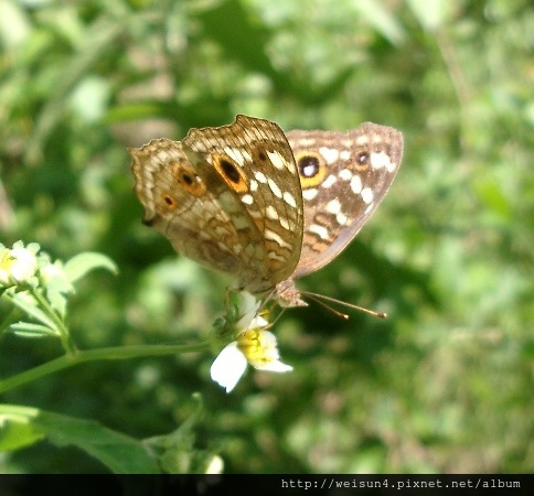 昆蟲綱_鱗翅目_蛺蝶科_孔雀青蛺蝶-雌_20040829_(Jeff).JPG 昆蟲綱_鱗翅目_蛺蝶科_孔雀青蛺蝶-雌_20040829_(Jeff).JPG