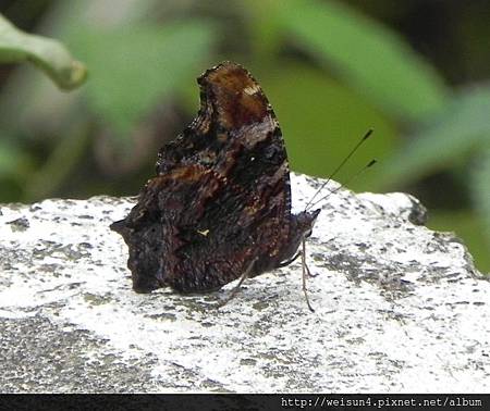昆蟲綱_鱗翅目_蛺蝶科_琉璃蛺蝶_竹縣-九芎湖_20130811.JPG 昆蟲綱_鱗翅目_蛺蝶科_琉璃蛺蝶_竹縣-九芎湖_20130811.JPG