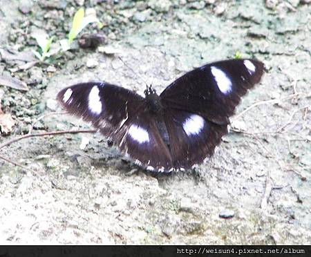 昆蟲綱_鱗翅目_蛺蝶科_雌紅紫蛺蝶-雄_20060430_(Jeff).jpg 昆蟲綱_鱗翅目_蛺蝶科_雌紅紫蛺蝶-雄_20060430_(Jeff).jpg