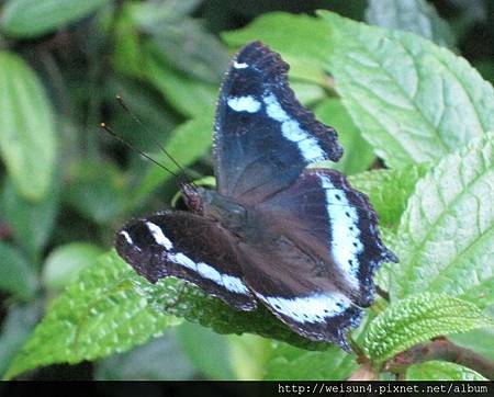 昆蟲綱_鱗翅目_蛺蝶科_琉璃蛺蝶-翅_苗縣-獅頭山_20100704.jpg