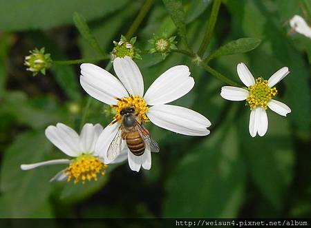 昆蟲綱_膜翅目_蜜蜂科_義大利蜂_苗栗-桌也小屋_20130908.JPG 昆蟲綱_膜翅目_蜜蜂科_義大利蜂_苗栗-桌也小屋_20130908.JPG