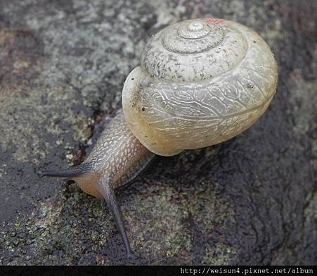腹足綱_柄眼目_扁蝸牛科_扁蝸牛_苗縣-蓬萊溪_20130825.JPG 腹足綱_柄眼目_扁蝸牛科_扁蝸牛_苗縣-蓬萊溪_20130825.JPG