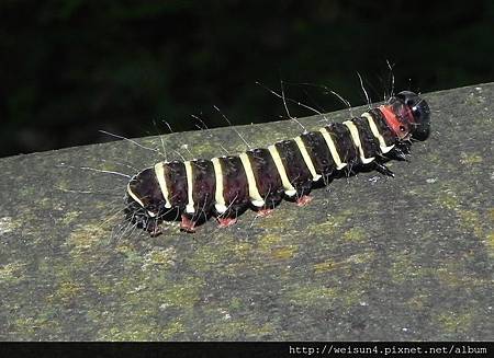 昆蟲綱_鱗翅目_夜蛾科_長斑擬燈蛾_苗縣_獅頭山_20131013.JPG 昆蟲綱_鱗翅目_夜蛾科_長斑擬燈蛾_苗縣_獅頭山_20131013.JPG