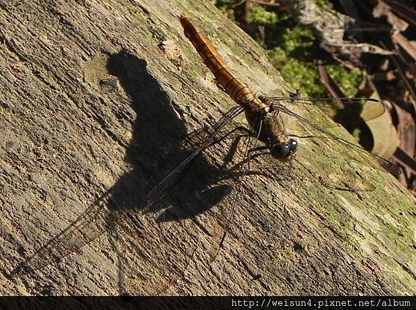 昆蟲綱_蜻蛉目_蜻蜓科_金黃蜻蜓-雌_苗縣_獅頭山_20131013.JPG