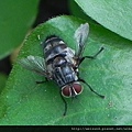 昆蟲綱_雙翅目_狂蠅總科_麗蠅科_麗蠅_竹縣-獅頭山_20131117.JPG