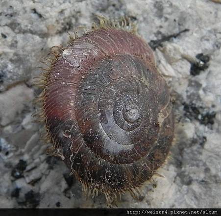 腹足綱_柄眼目_扁蝸牛科_台灣盾蝸牛_竹縣-獅頭山_20131117.JPG 腹足綱_柄眼目_扁蝸牛科_台灣盾蝸牛_竹縣-獅頭山_20131117.JPG