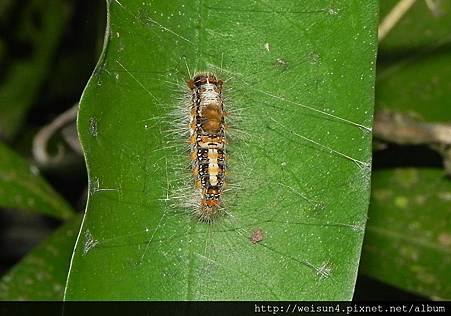 昆蟲綱_鱗翅目_毒蛾科_榕透翅毒蛾_竹縣-獅頭山_20131117.JPG 昆蟲綱_鱗翅目_毒蛾科_榕透翅毒蛾_竹縣-獅頭山_20131117.JPG