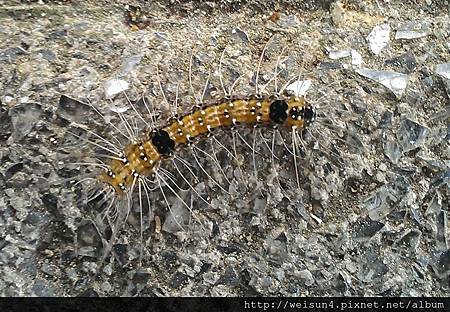 昆蟲綱_鱗翅目_毒蛾科_雙斑黃毒蛾_竹市-科學園區_20131029.jpg 昆蟲綱_鱗翅目_毒蛾科_雙斑黃毒蛾_竹市-科學園區_20131029.jpg
