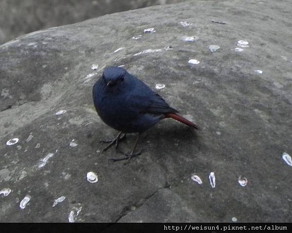 鳥綱_雀形目_鶇科_鉛色水鶇-雄_竹縣-關西_20140119.JPG 鳥綱_雀形目_鶇科_鉛色水鶇-雄_竹縣-關西_20140119.JPG