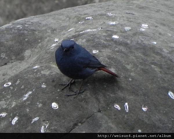 鳥綱_雀形目_鶇科_鉛色水鶇-雄_竹縣-關西_20140119.JPG