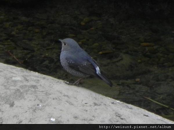 鳥綱_雀形目_鶇科_鉛色水鶇-雌_竹縣-關西_20140119.JPG 鳥綱_雀形目_鶇科_鉛色水鶇-雌_竹縣-關西_20140119.JPG