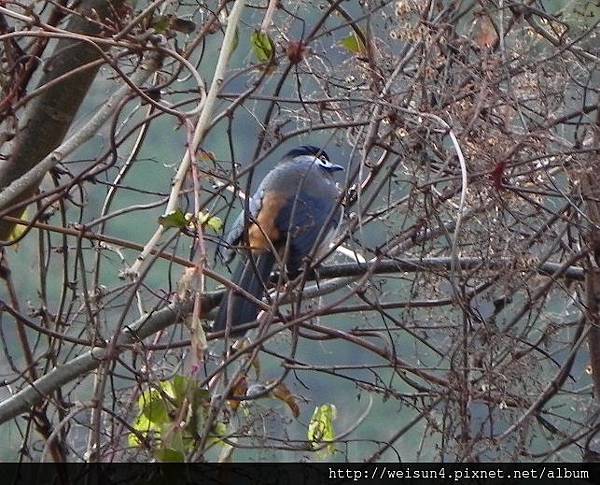 鳥綱_雀形目_畫眉科_白耳畫眉_台中-武陵_20140126.JPG 鳥綱_雀形目_畫眉科_白耳畫眉_台中-武陵_20140126.JPG