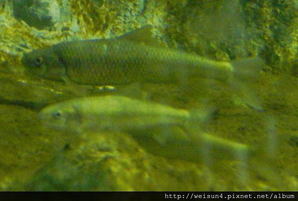 輻鰭魚綱_鯉形目_鯉科_高身鏟頜魚(苦花)_20140126.JPG