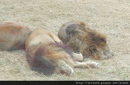 哺乳綱_食肉目_貓科_非洲獅_20110129