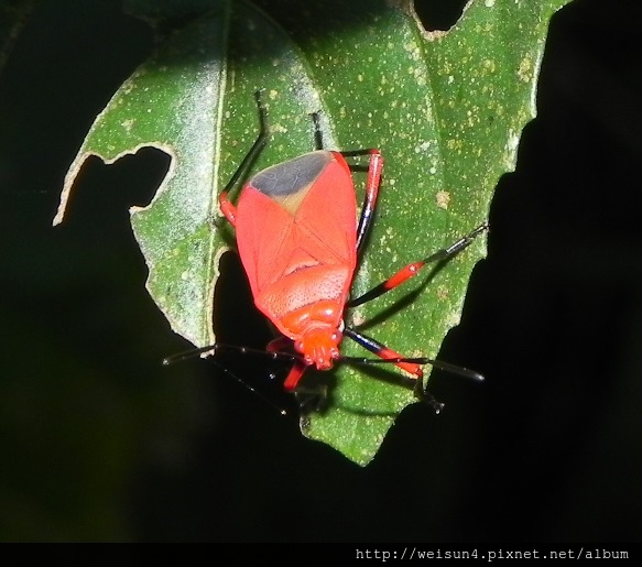 昆蟲綱_半翅目_星椿象科_短光紅椿_竹縣-大山背_20140202.JPG