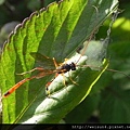 昆蟲綱_膜翅目_姬蜂科_懸繭姬蜂-雌_竹縣-大山背_20140202.JPG