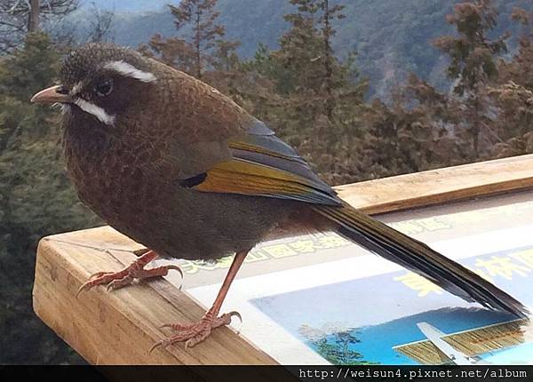 鳥綱_雀形目_畫眉科_金翼白眉_台中-大雪山_20140118_(曾少宏攝) 鳥綱_雀形目_畫眉科_金翼白眉_台中-大雪山_20140118_(曾少宏攝)