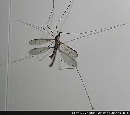 昆蟲綱_雙翅目_大蚊科_-_苗栗-鹿廚坑_20130505.JPG 昆蟲綱_雙翅目_大蚊科_-_苗栗-鹿廚坑_20130505.JPG